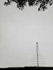 Alberi Alberi