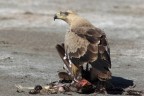 aquila delle steppe aquila delle steppe