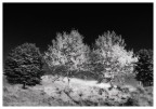primavera in BW primavera in BW