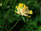 Fiore di prato Fiore di prato