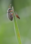 lancio della mosca lancio della mosca