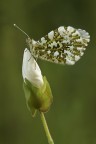 Anthocharis cardamines Anthocharis cardamines
