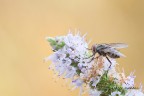 mosca mosca