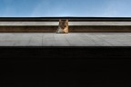watch cat watch cat