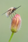 Il Fiorettista