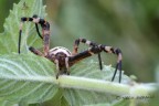 Argiope Argiope