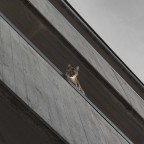 watch cat watch cat
