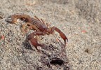 Scorpione Italiano