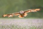volo volo