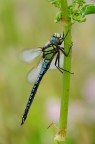 Maestosa Maestosa