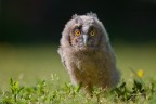 Little owl