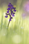 anacamptis morio anacamptis morio