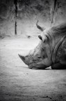 Rino . Rino .