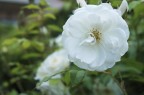 fiore fiore