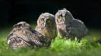 Piccoli di gufo Piccoli di gufo