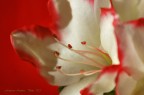 Azalea ... Azalea ...