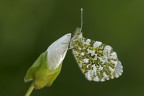 Anthocharis C. Anthocharis C.