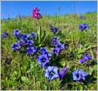 Primavera in Lessinia.