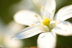 Macro di primavera Macro di primavera