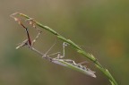 Empusa 2013 Empusa 2013