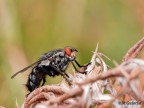 mosca mosca