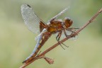 Orthetrum coerulescens-