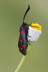 Zygaena filipendulae