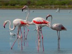 Fenicotteri
