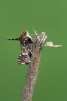 farfallina notturna farfallina notturna