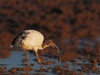 Ibis Sacro # 2 Ibis Sacro # 2