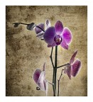 L'orchidea L'orchidea