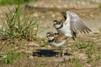 Corriere piccolo (Charadrius dubius) Corriere piccolo (Charadrius dubius)