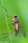 Rhagio tringarius Rhagio tringarius