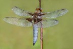 Libellula depressa 2