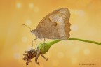 Arancione Arancione