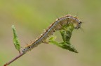 Malacosoma neustria