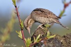 Torcicollo (Jynx torquilla) Torcicollo (Jynx torquilla)