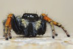 Philaeus chrysops Philaeus chrysops