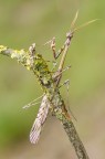 Empusa pennata