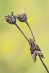 Phlogophora meticulosa Phlogophora meticulosa