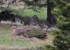Capriolo Capriolo
