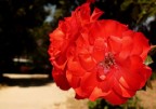 Flower Flower
