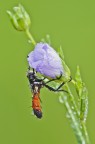 Cylindromyia Cylindromyia
