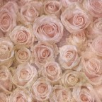 Rose su Rose Rose su Rose