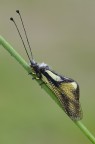 Libelloides