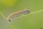Lasiocampa trifolii, Lasiocampidae Lasiocampa trifolii, Lasiocampidae
