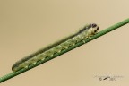 Larva di imenottero Larva di imenottero