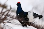 Gallo forcello Gallo forcello