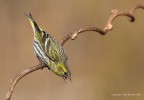 Lucherino eurasiatico (Carduelis spinus) - maschio