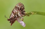 Zerynthia Cassandra Zerynthia Cassandra